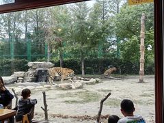 -上海野生动物园老虎餐厅