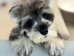 -翊宠yipet猫狗购宠庄园犬舍•猫舍