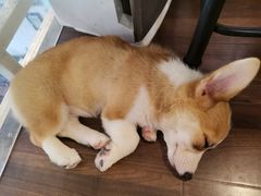 -柯斗斗主题餐厅·狗咖·围炉煮茶·茶饮(国瑞升平里店)