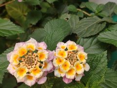 -西双版纳原始森林公园