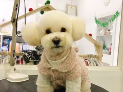 -BABYDOG宝贝狗宠物乐园(欧洲城店)