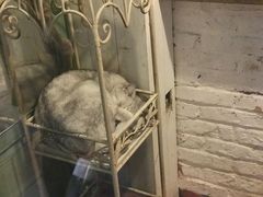 -猫咪博物馆(顶澳仔猫街店)