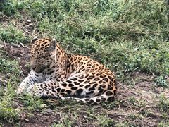 -大连森林动物园