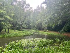 -上海滨江森林公园