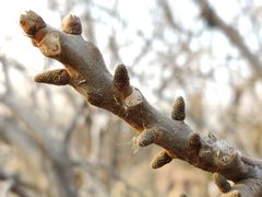 -国家植物园南园