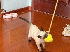 -欣宠猫屋·矮脚拿破仑·蓝金金渐层