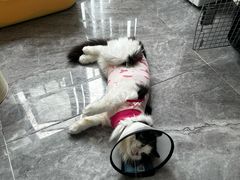 -创凡宠物医院·骨专科  猫科中心(西乡分院)