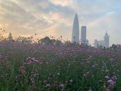 -深圳湾公园(南山区)