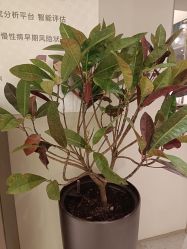 -安吉拉青春化管理中心