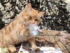 -喵屿·大理花园猫咖