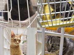 -藏猫猫咖啡主题馆(中央大道店)