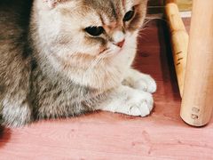 -MOCHA明星猫咖(田子坊店)