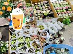 -循礼门鲜花花市(武汉循礼门店)