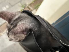 -中农国际动物医院24小时·猫科·骨科·急重症中心
