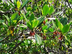 -东寨港红树林旅游区