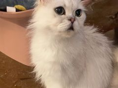 -猫猫幼稚园·撸猫·桌游·电玩