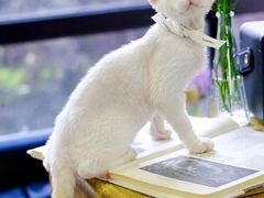 -萌兽医馆·眼科·异宠专科(三里屯店)
