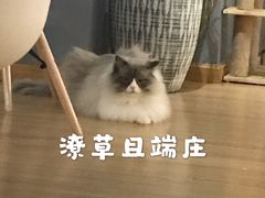 -松果猫咖(桐乡吾悦金街店)