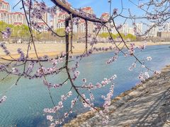 -桃花堤公园