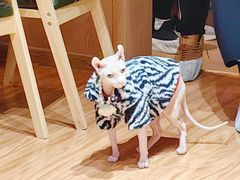 -MOCHA明星猫咖(田子坊店)
