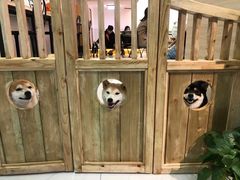 -柴源莊·柴小宠柴犬咖啡