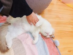 -momokira米努特·德文卷毛猫·棉花面纱犬