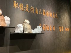 -黄晓猫剁椒大鱼头(海岸城店)