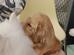 -怪兽屋·羊驼·猫咖·狗咖(俊华广场店)