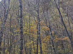 -叠溪松坪沟景区