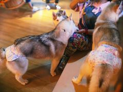 -Husky Go! 哈士奇体验馆·宠物咖啡厅狗咖