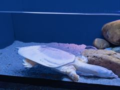 -上海海洋水族馆