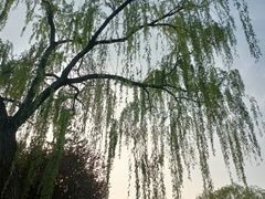 -石家庄市植物园