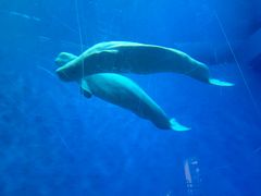 -芜湖新华联大白鲸海洋公园
