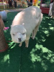 -萌宠亲子动物乐园(槐房万达店)