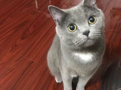 -宠爱国际动物医院· 猫科· 外科·中兽医(长白店)
