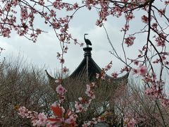 -香雪海