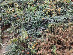 -陆地游轮吉林神农温泉