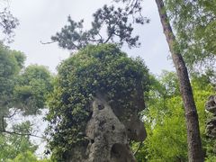 -拙政园