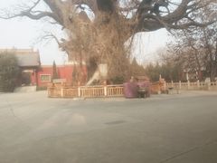 -大槐树寻根祭祖园