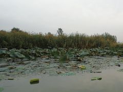 -白洋淀景区