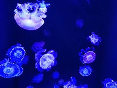 -成都浩海立方海洋公园