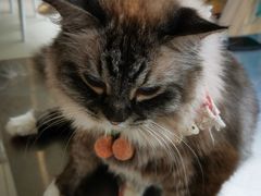 -怪兽屋·羊驼·猫咖·狗咖(俊华广场店)