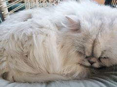 -喵屿·大理花园猫咖