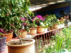 -马白开来特色羊排揪片子  (总店)