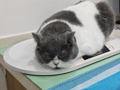 -艾贝尔宠物医院·24H转诊中心·肿瘤猫专科(江宁双龙店)