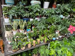 -青石桥花鸟鱼虫市场(叠翠城店)