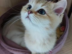 -欣宠猫屋·矮脚拿破仑·蓝金金渐层