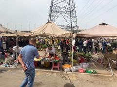 -中环花鸟鱼虫市场