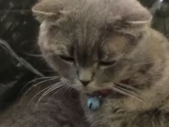 -猫色咖啡·猫咖