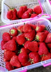 -蓝呗呗蓝莓草莓采摘园(通州区马驹桥店)